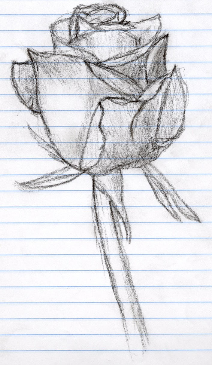 Derrick Rose Sketch Dying Rose