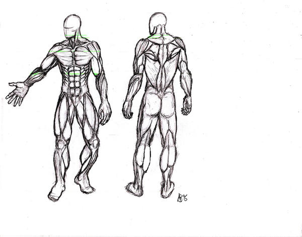 proportions of human body. proportions of human body.