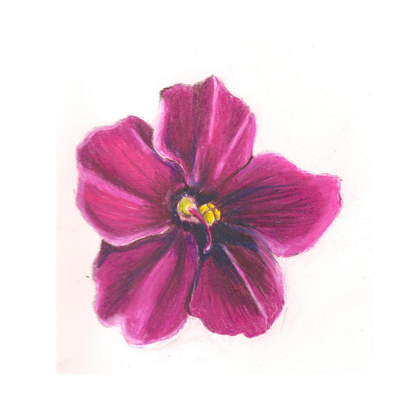 African Violet Flower Drawing African violet flower by