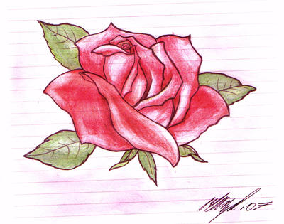 rose tattoo design. Rose Tattoo Design by