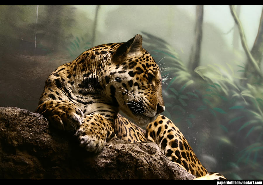 essay topic jaguar