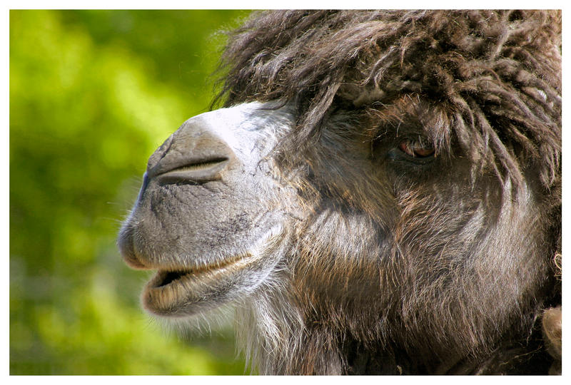 Hairy Camel 114