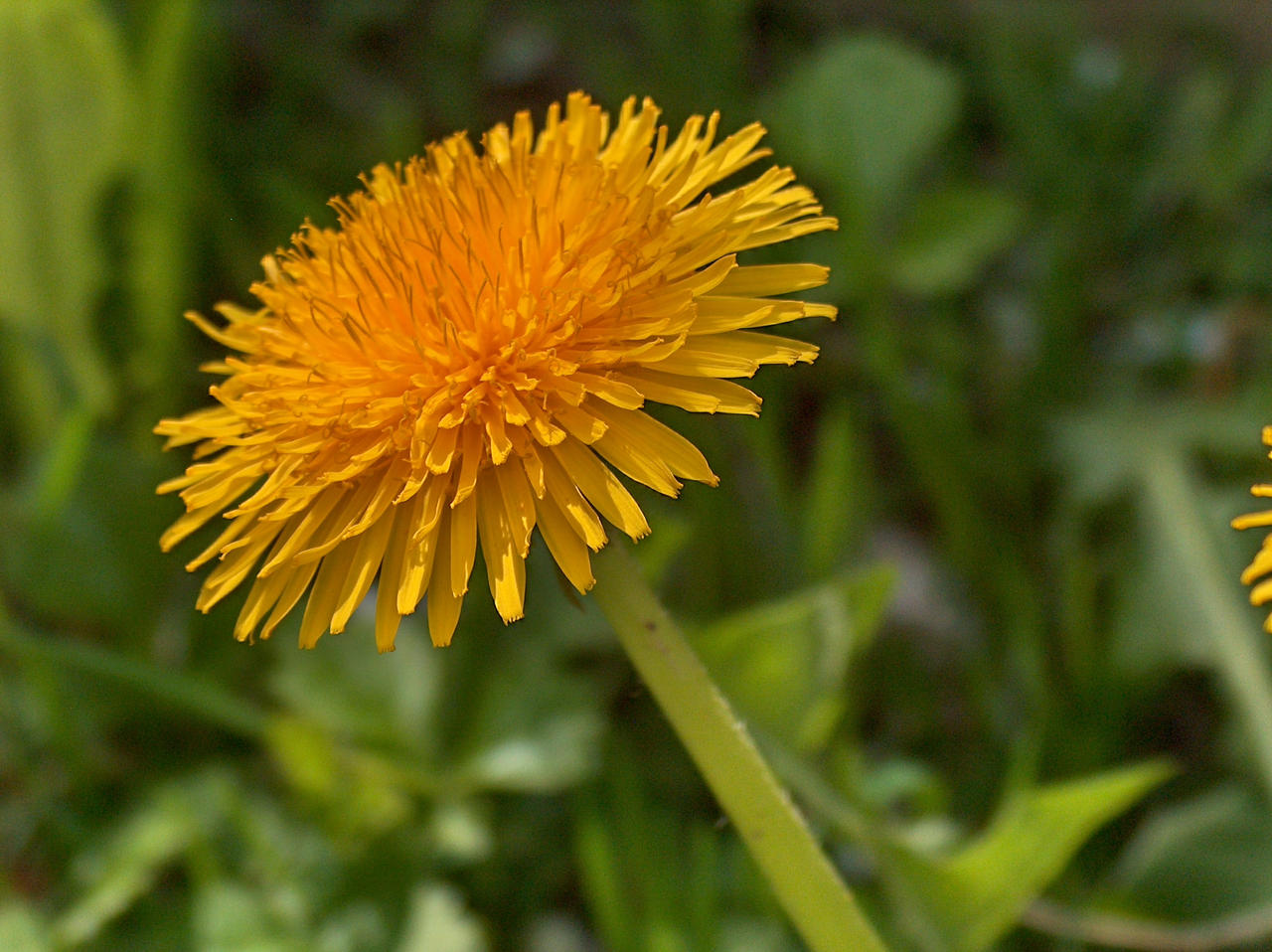 dandelion_or_lion__s_tooth2_by_masta_wpk