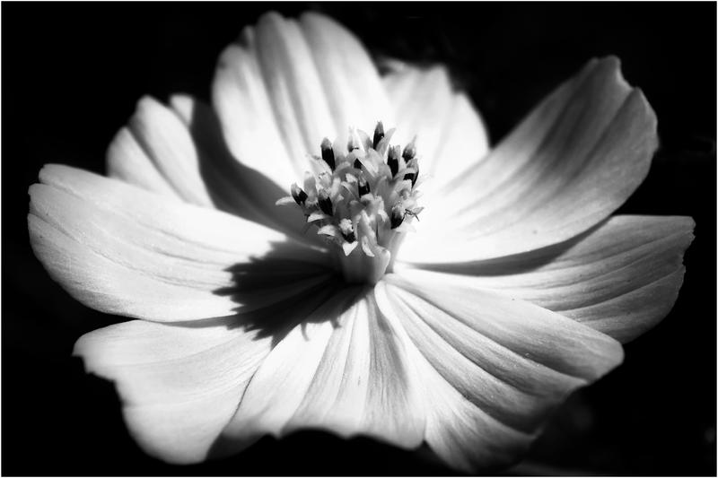 black and white flower by GoGoGodzirra