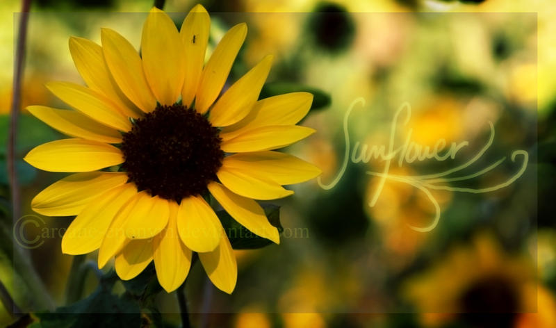 __sunflower___by_arcane_eponym.jpg