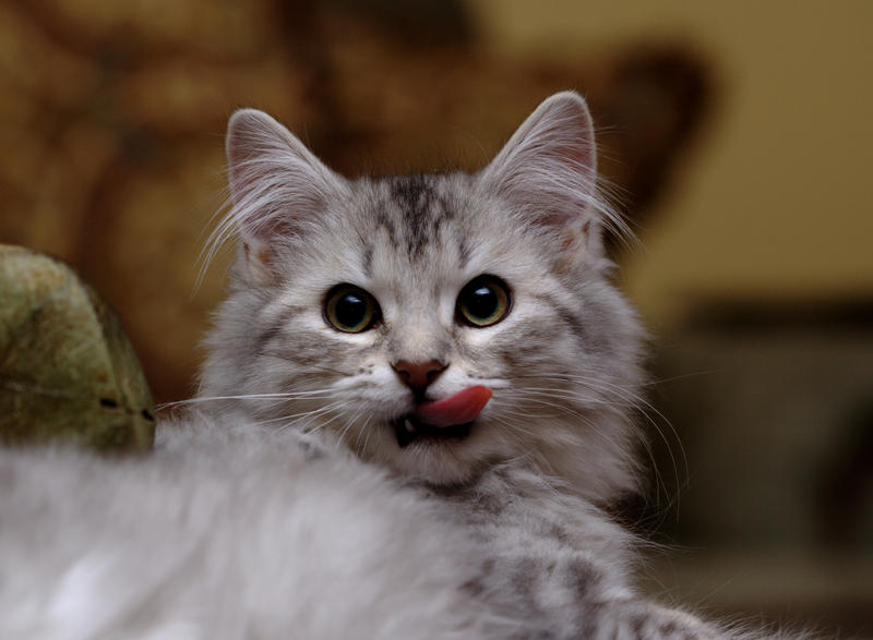 Kitten_Tongue_no__5_by_Mischi3vo.jpg