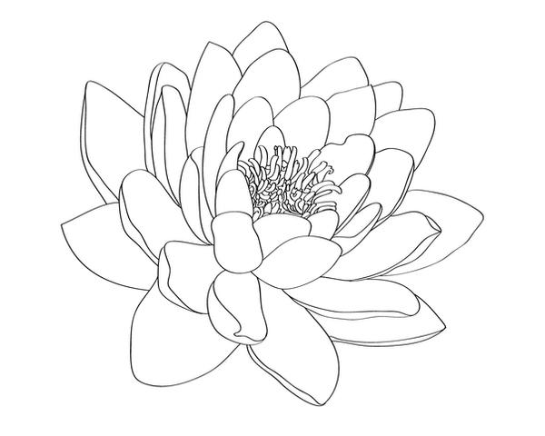 water lily tattoo. Water Lily Tattoo Design