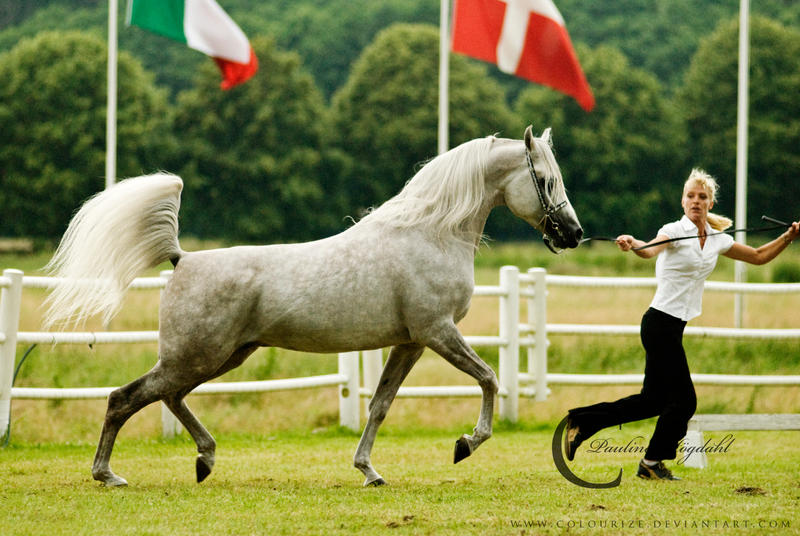 Arabian Stallion III by Colourize
