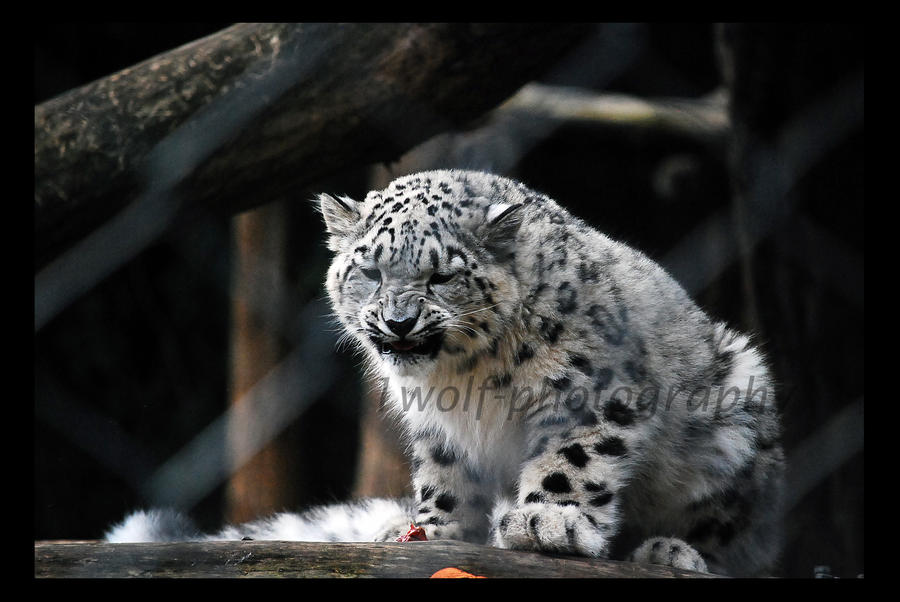 Baby Snow Leopard Pictures. Angry Snow Leopard Cub by