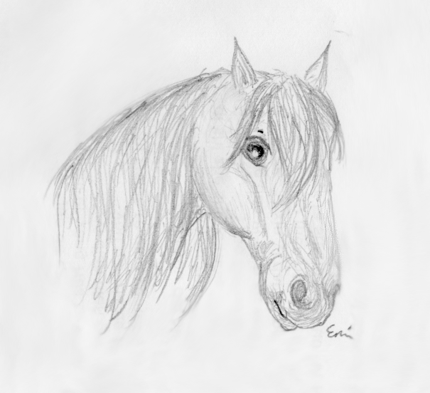 Horse Head Sketch by M3iik on deviantART
