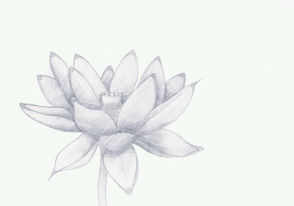Lotus Flower Sketch by VenciVidiVici on deviantART