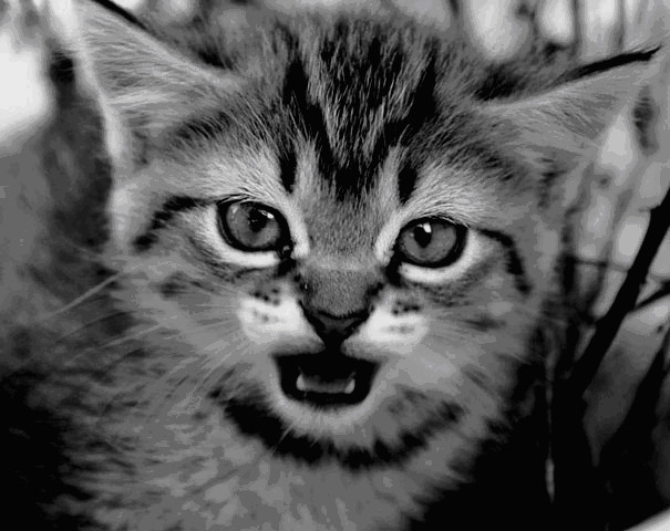 cat hissing clipart - photo #49