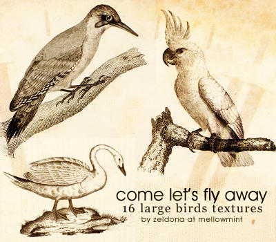 http://fc09.deviantart.net/fs51/i/2009/288/2/9/let__s_fly_away___bird_texures_by_mellowmint.jpg
