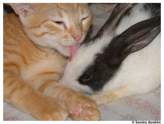cat_licking_rabbit_by_samikool.jpg
