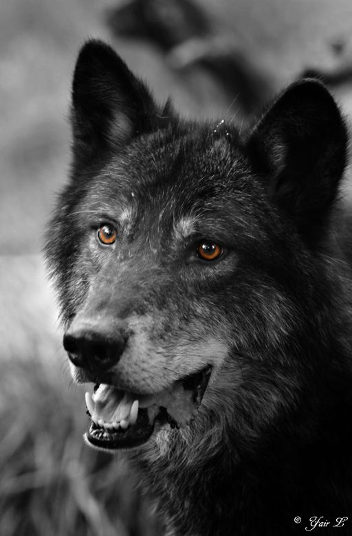 http://fc09.deviantart.net/fs70/f/2010/079/8/7/black_wolf_portrait_by_wolveskeeper.jpg