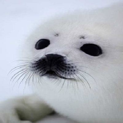 Pictures Baby Seals on Cute Baby Harp Seal 2 By  Kita Fan On Deviantart