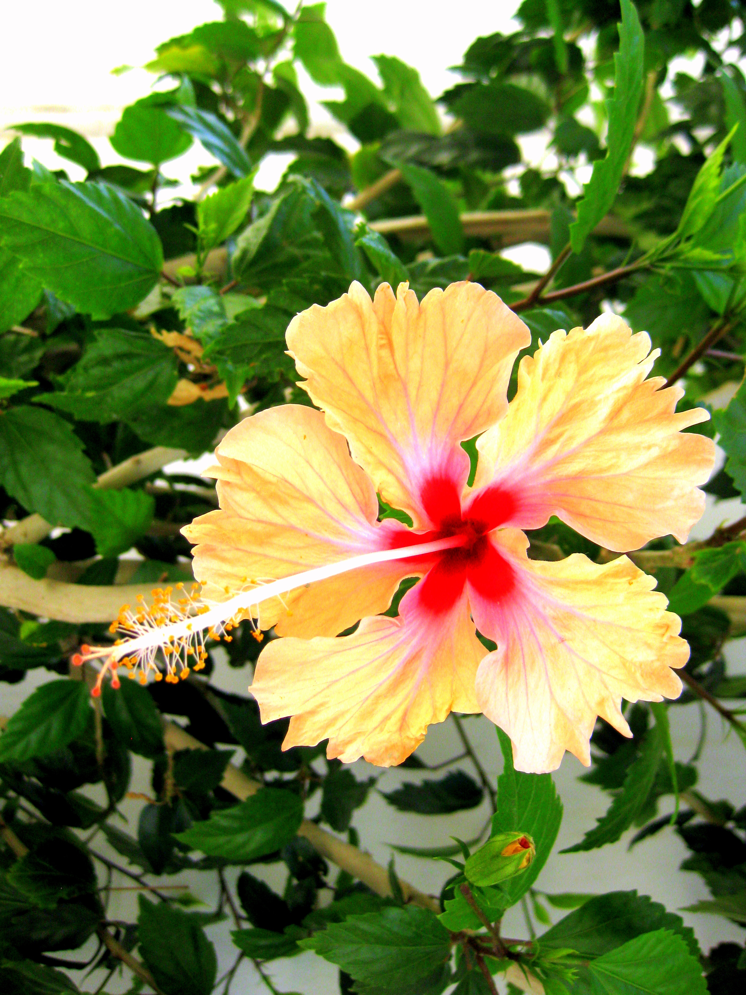 Tropical Flowers, Hawaiian flowers, gifts and floral arrangements from the