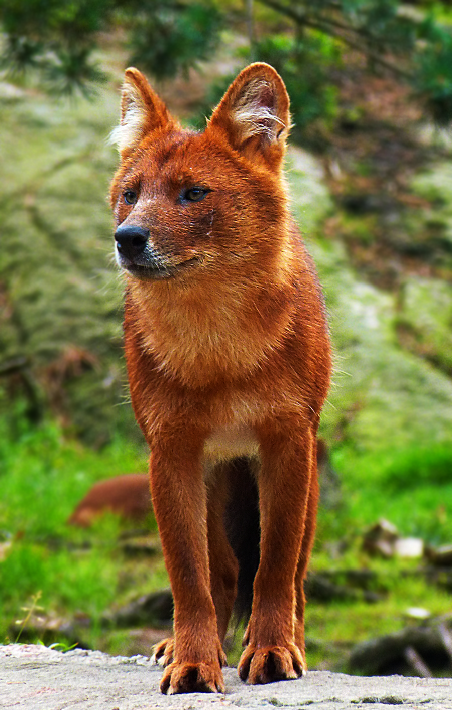 dhole10_by_themysticwolf-d6by2cm.png