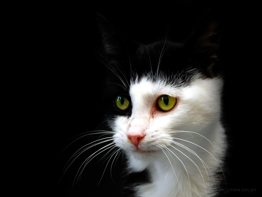 Medicine Cat :: Blackfrost
