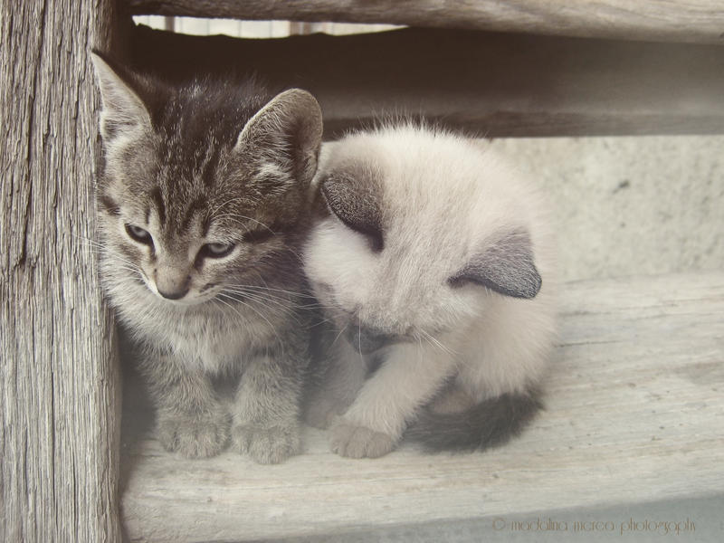 Kittens by pepytta