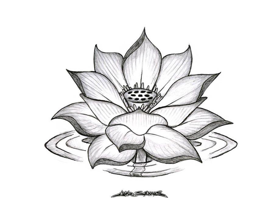 Lotus Flower by MuddyGreen