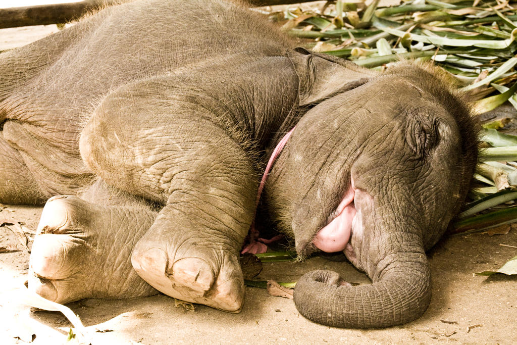 sweet dreams, little elefant by Janueh on DeviantArt