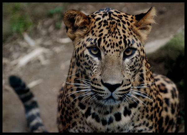 leopard__take_me_home__please_by_morho-d35if4n.jpg