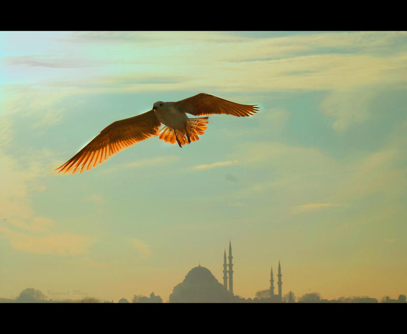 istanbul_under_my_wings_by_turkoo-d386dvh.jpg
