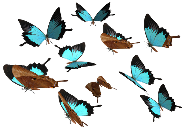 peacock_royal_butterfly_png_by_madetobeunique-d3070cg.png