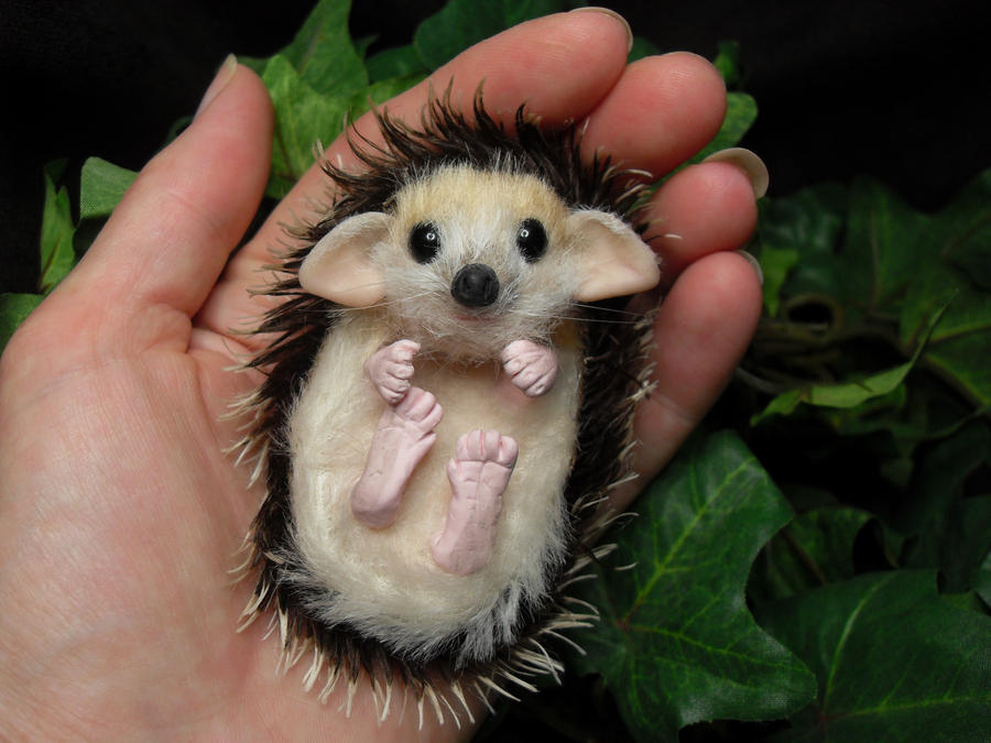 Baby Hedgehog Pics