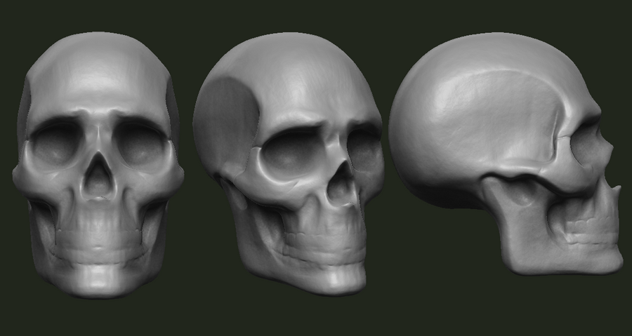 skull_study_2_by_madnessimport-d5mwady.png
