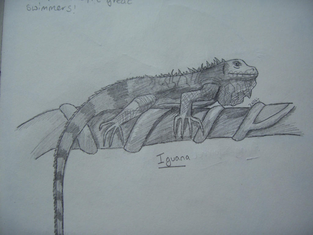 iguana drawing
