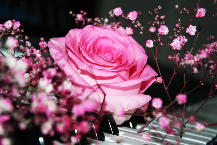 ___The_Piano_Rose____by_aoao2.jpg