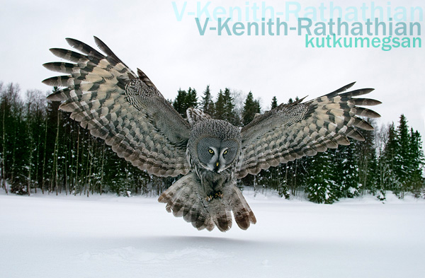 Winters_Elder_Great_Grey_Owl__by_V_Kenith_Rathathian.jpg