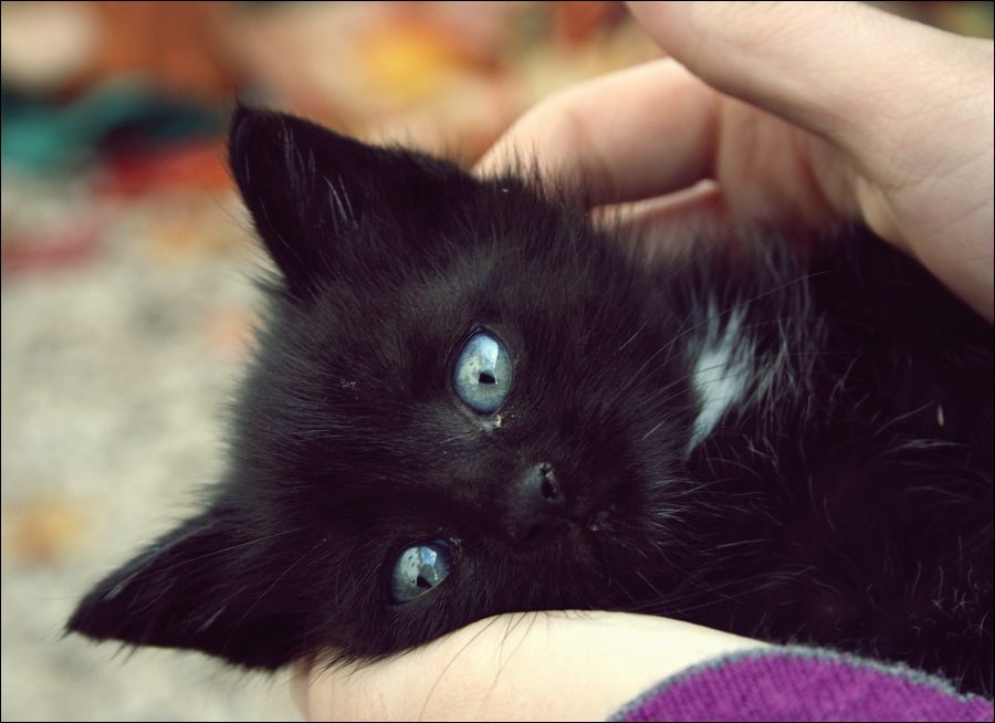 http://fc09.deviantart.net/fs71/f/2011/023/9/5/black_cat_with_blue_eyes__by_scartissue92-d37uksw.jpg