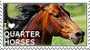 I love Quarter Horses by WishmasterAlchemist