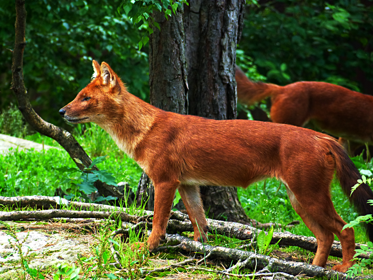 dhole4_by_themysticwolf-d6bxwvy.png