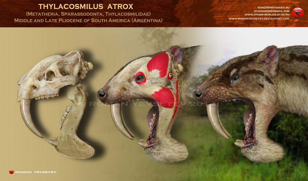 http://fc09.deviantart.net/fs71/f/2014/287/b/2/thylacosmilus_head_restoration_by_romanyevseyev-d82tv0h.jpg