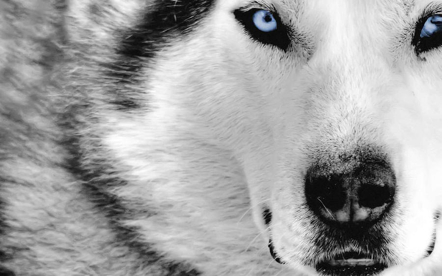 Wolf HD Widescreen Wallpaper