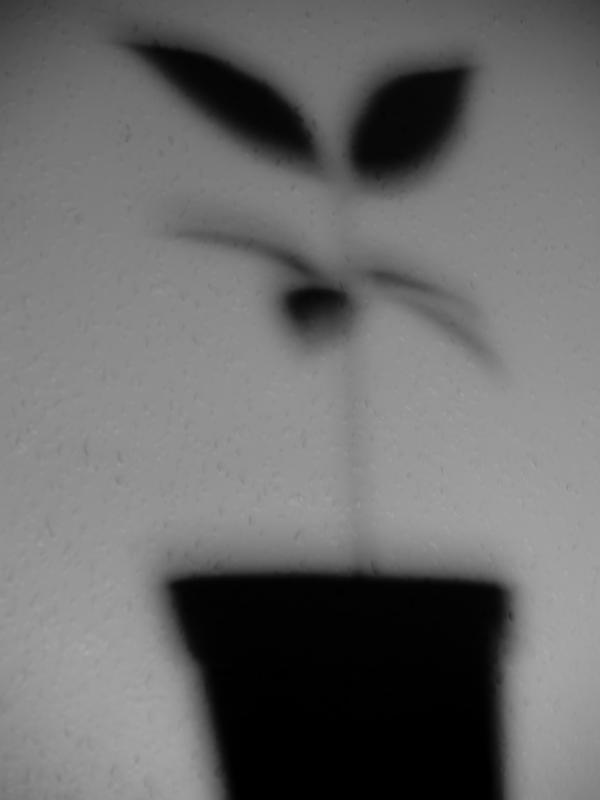 Plant Shadow   Jan 10 by mszafran