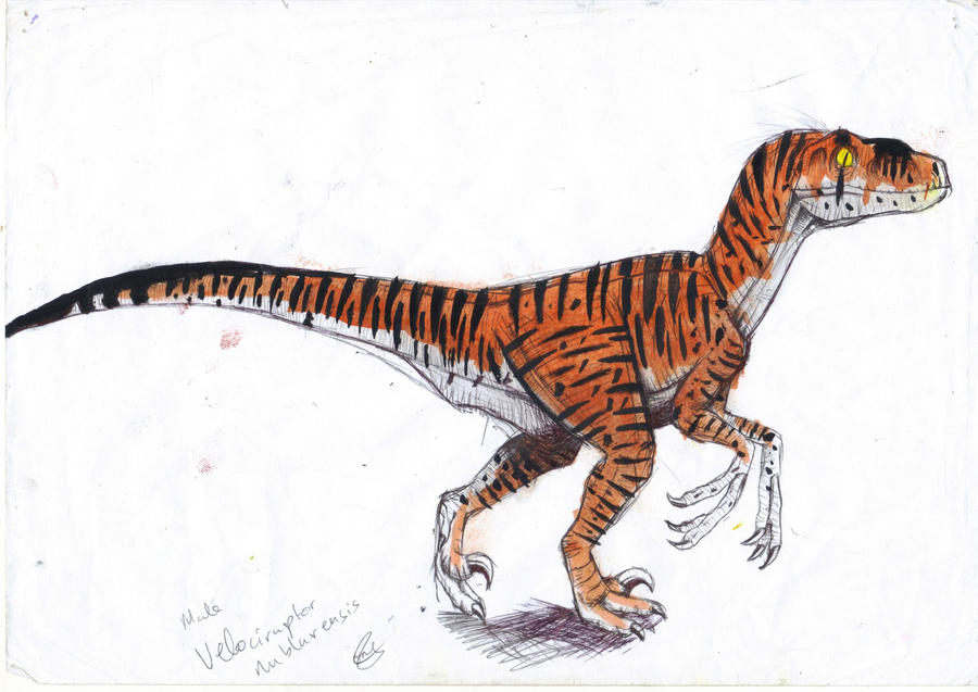 Male_Velociraptor_Nublarensis__by_ebeles
