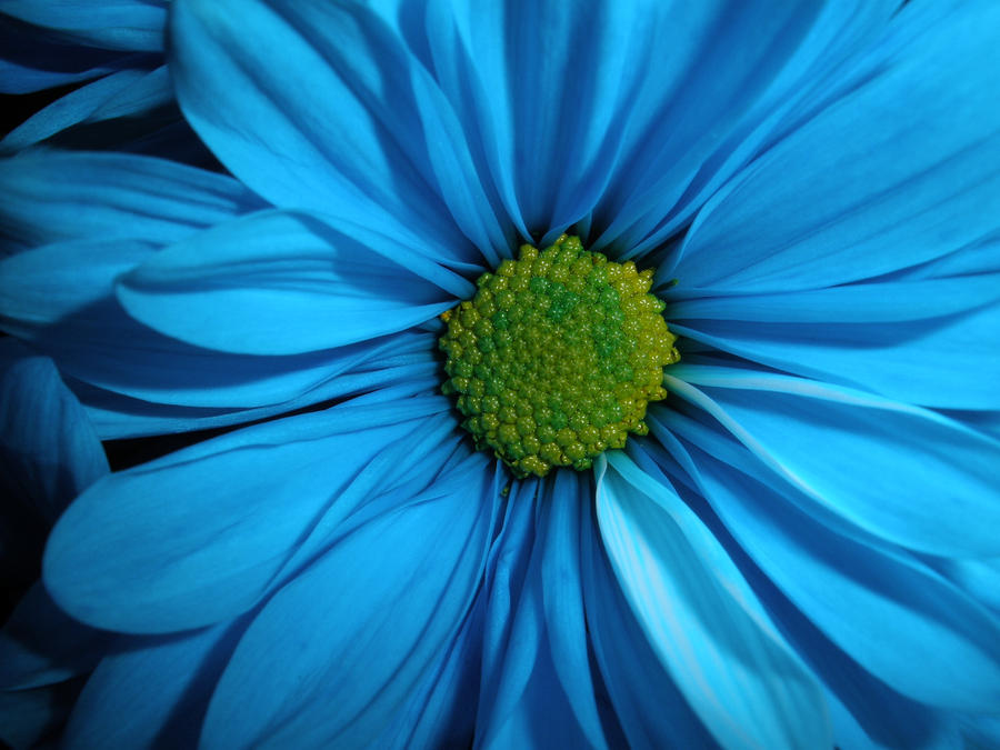 Perfectly Blue Wallpaper / Blue Flower Wallpapers > Flower Wallpapers