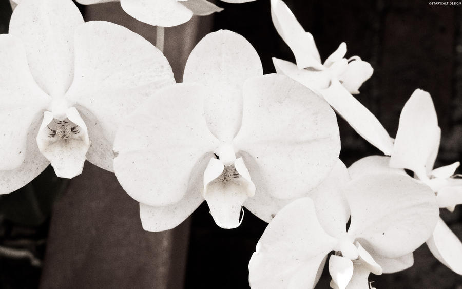 orchids wallpaper. White Orchids Wallpapers