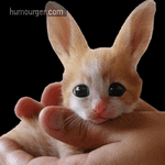 funny_animated_gif_of_a_cat_with_bunny_ears_by_bensib-d4mpp5q.gif