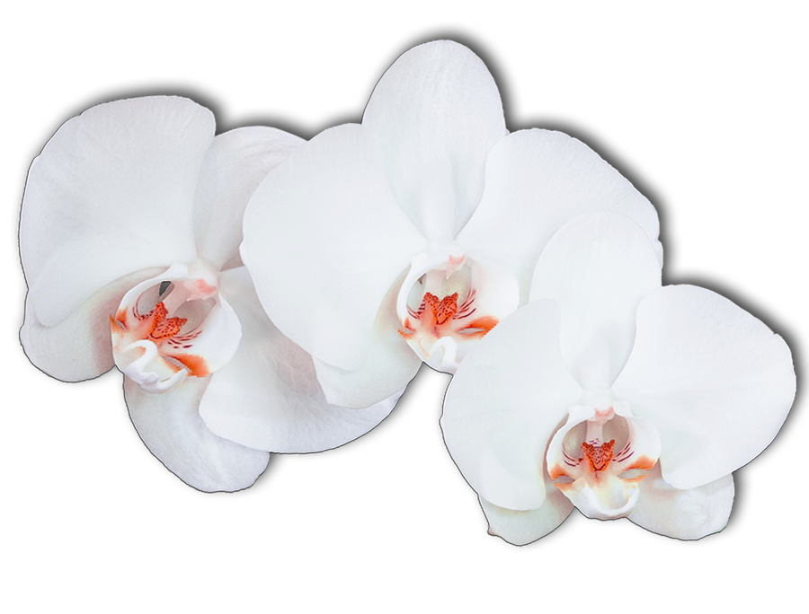 flower_009___clear_cut_png_by_seelenwerk-d5lh0mx.png