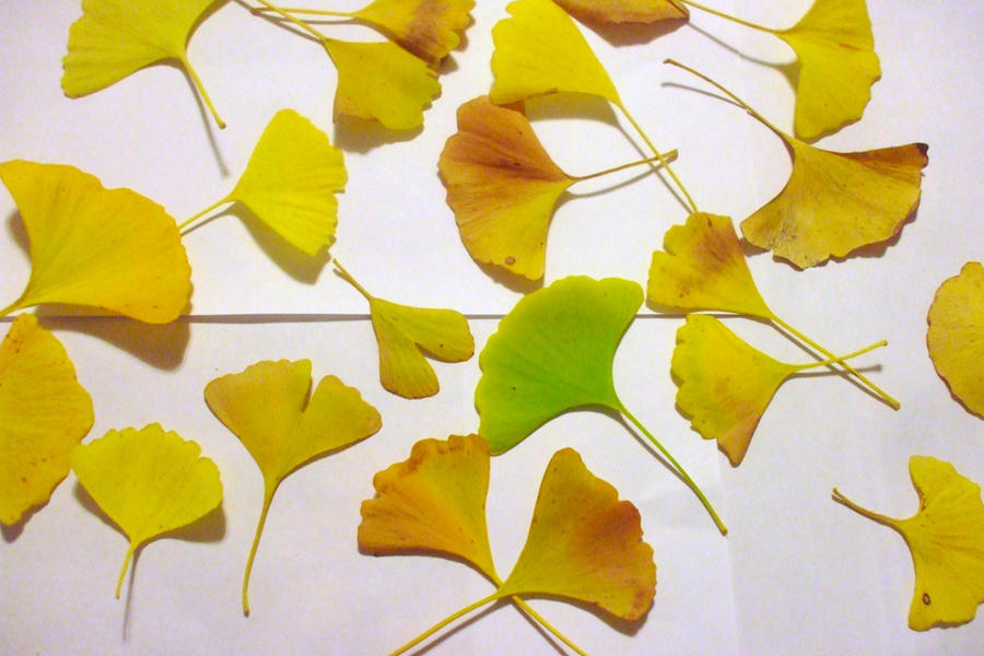 clip art ginkgo leaf - photo #28