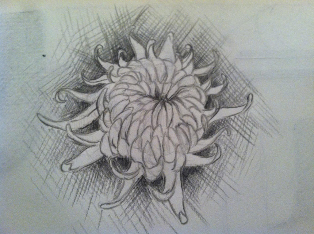 Chrysanthemum Drawing by terrelal92 on deviantART