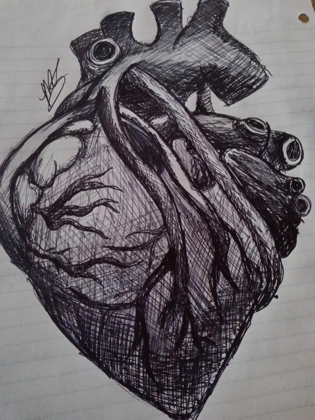 My sketch of a human heart. by Ponta2244 on DeviantArt