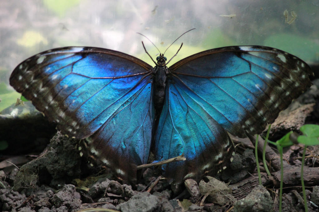 Black and Blue Butterfly