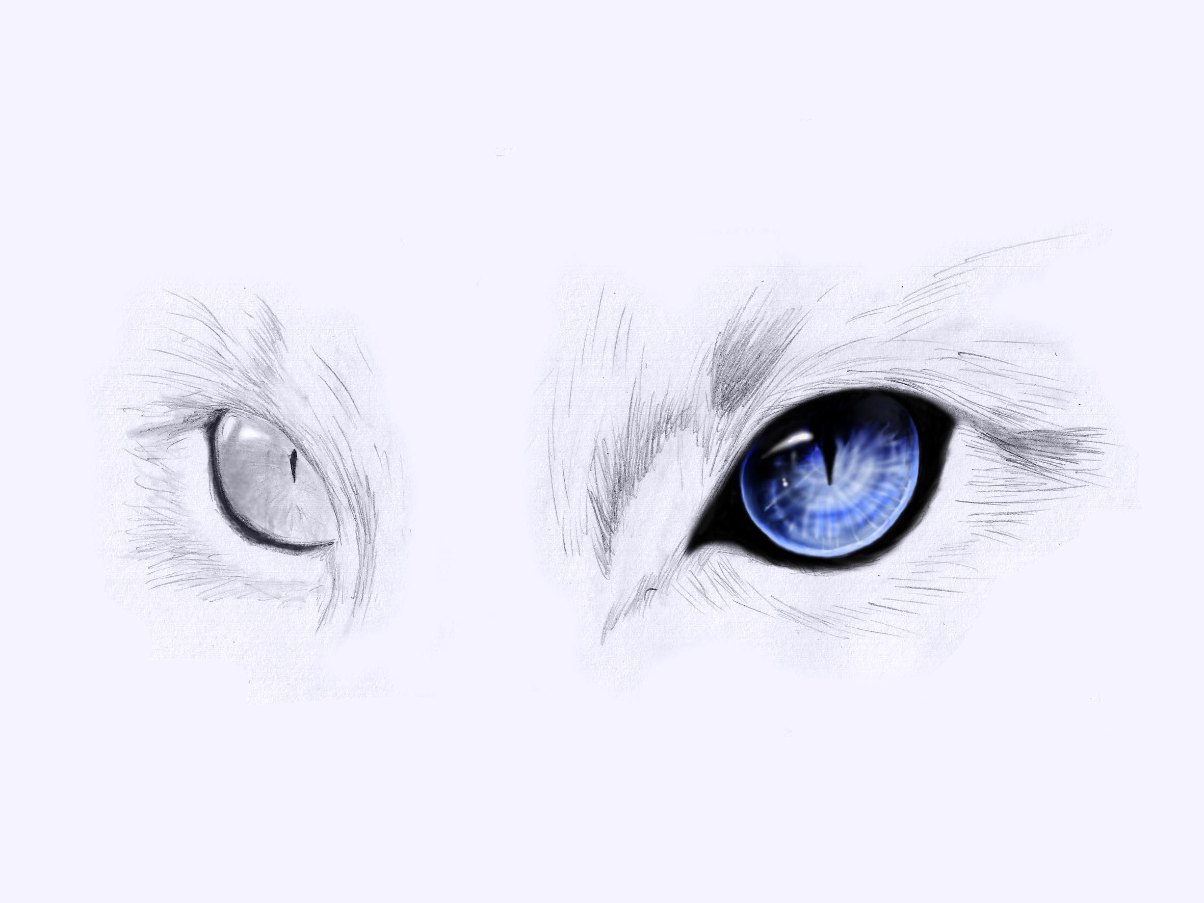 Cat Eyes by onewayprophet on DeviantArt